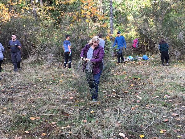 A woman carries a log of scotch broom, as volunteers work to clear out a field, previously overrun with scotch’s broom. 
