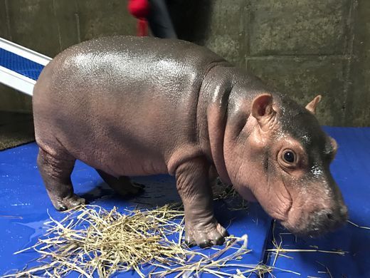 Fiona the hippo as a baby.