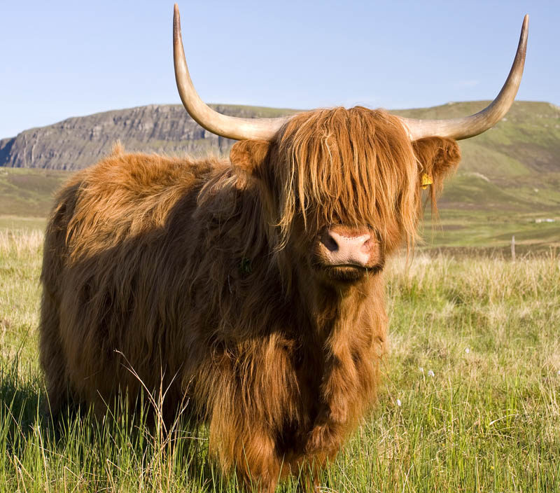 highland+cow